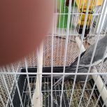 جفت عروس هلندی