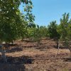 باغ انگور و انواع واقصام میوه جات