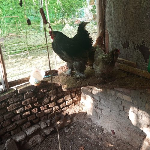 فروش تخم مرغ نطفه دار