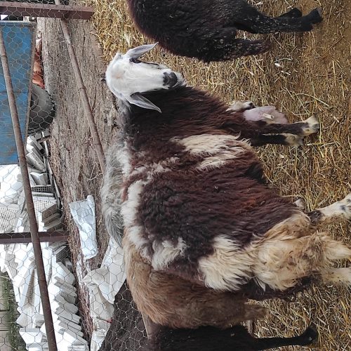 گوسفند(قوچ و میش)