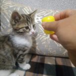 واگذاری گربه