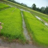 طوم دم سیاه