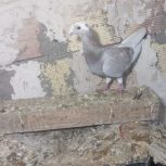 کبوتر هومر کله اسبی فروشی