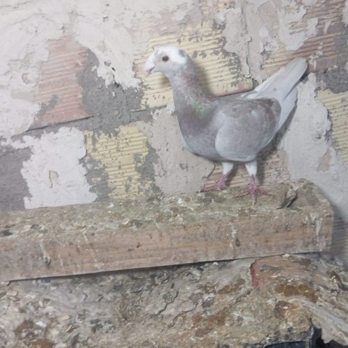 کبوتر هومر کله اسبی فروشی