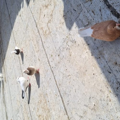 30کبوتررنگی