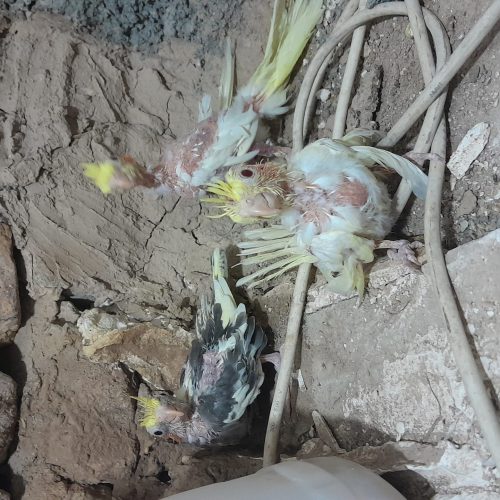 جوجه عروس هلندی