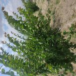 باغچه فروشی