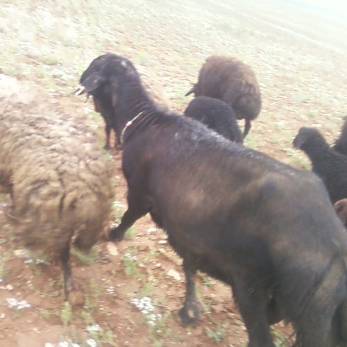 قوچ افشار چهار دندون