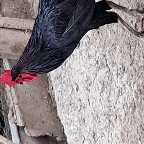 خروس محلی سرحال