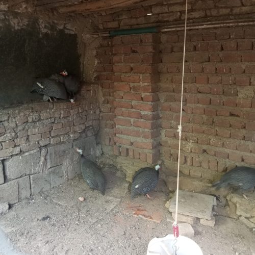 فروش تخم مرغ نطفه دار