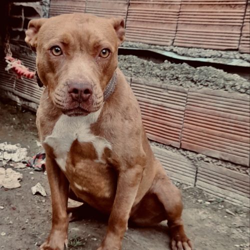 پیتبول امریکن