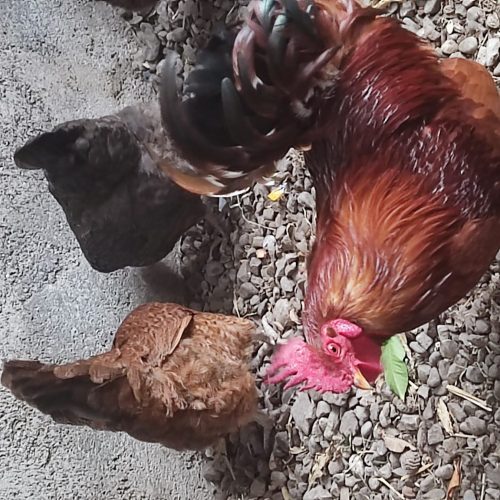 مرغ و خروس محلی