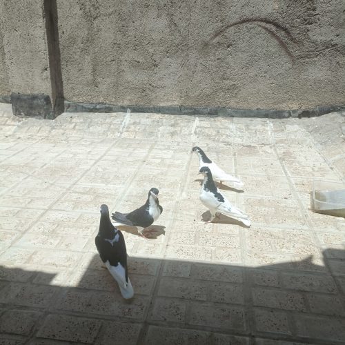 کفتر ساده سیاه و خال