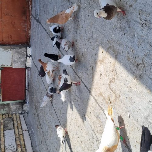 30کبوتررنگی