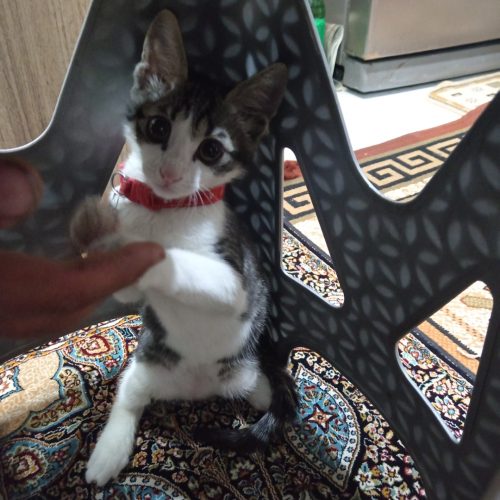 واگذاری گربه نر 8 ماهه مهربون باهوش