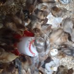 جوجه گلپایگان جوجه یک ماهه جوجه یکماهه