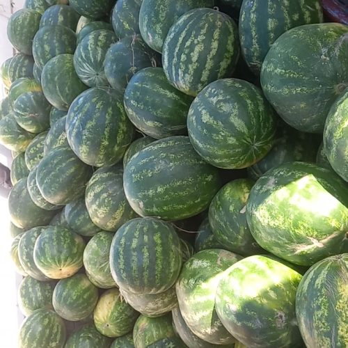 هندوانه خطی دردونوع گرد وبیضی بارش همه تیر به شرط پسند