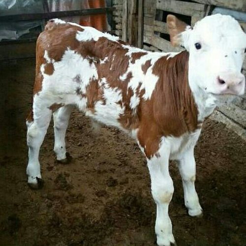 فروش انواع گوساله سیمینتال