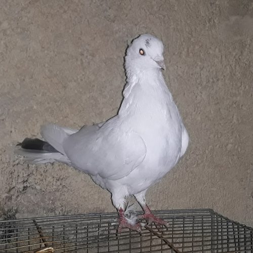 10 عدد کبوتر پرشی و زوردار