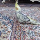 فروش پرنده نر و ماده، تخم داده، ماده دستی، نر نیمه رام