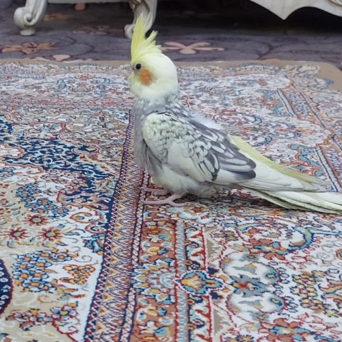 فروش پرنده نر و ماده، تخم داده، ماده دستی، نر نیمه رام