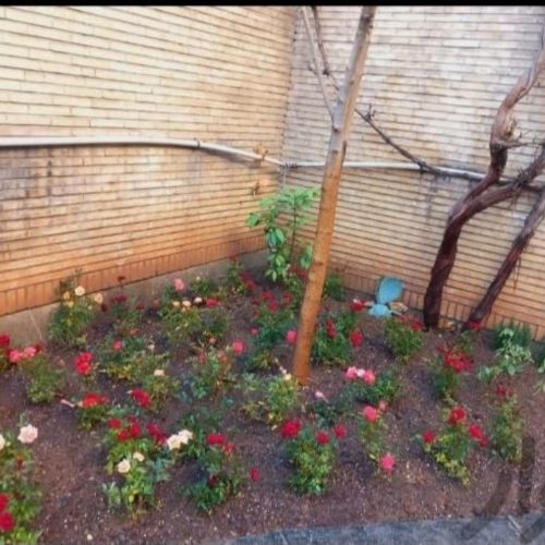 خدمات باغبانی گل کاری سرویس به تمام نقاط تهران