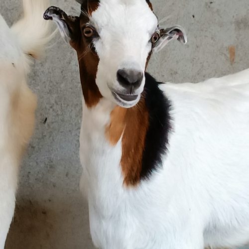 کهر نر وماده