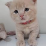 اسکاتیش فلد دو ماهه آماده تحویل خرسی دست پا کوتاه