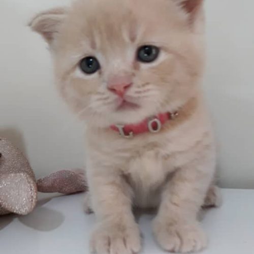 اسکاتیش فلد دو ماهه آماده تحویل خرسی دست پا کوتاه