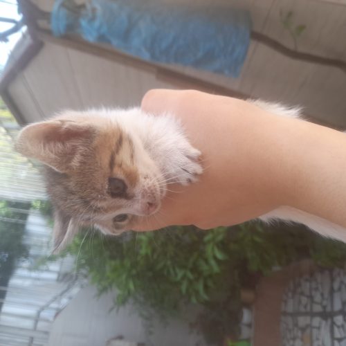 5 گربه ناز یک ماهه