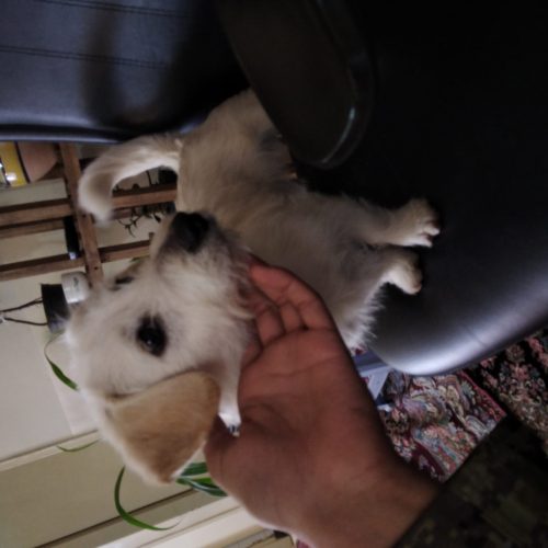 فروش توله سگه شتزواتوبوسی پاکوتاه