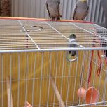 یک جفت عروس هلندی