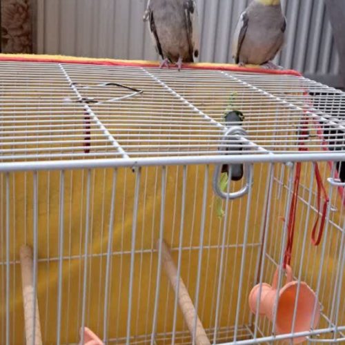 یک جفت عروس هلندی