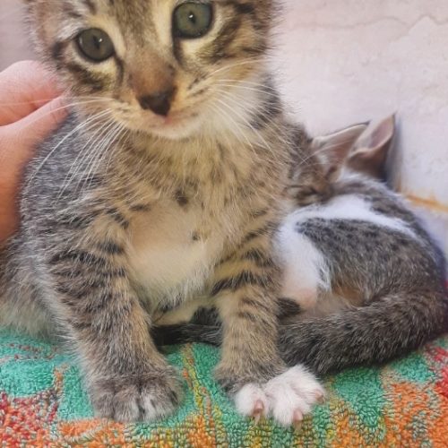 5 گربه ناز یک ماهه