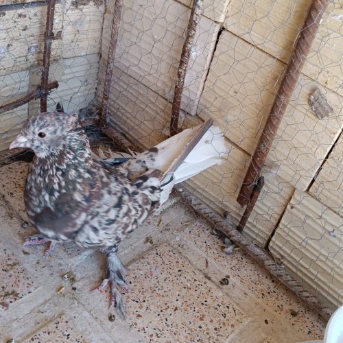 کبوتر سور هفت رنگ دم سفید