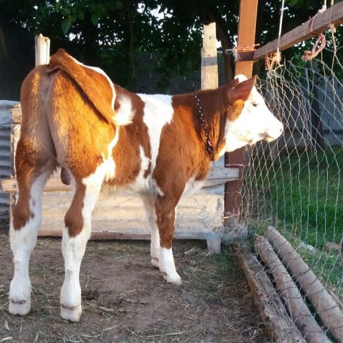 فروش انواع گوساله سیمینتال