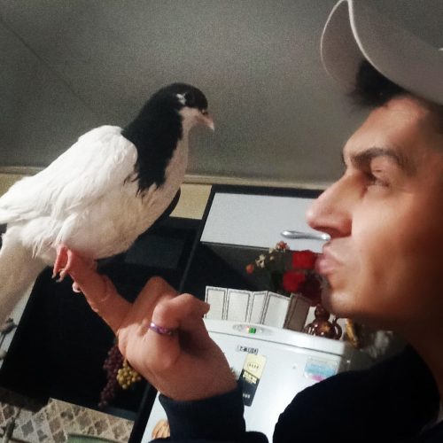 کفترعتیقه چادری یکت