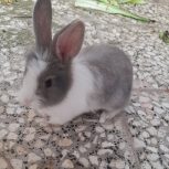 خرگوش لوپ دستی