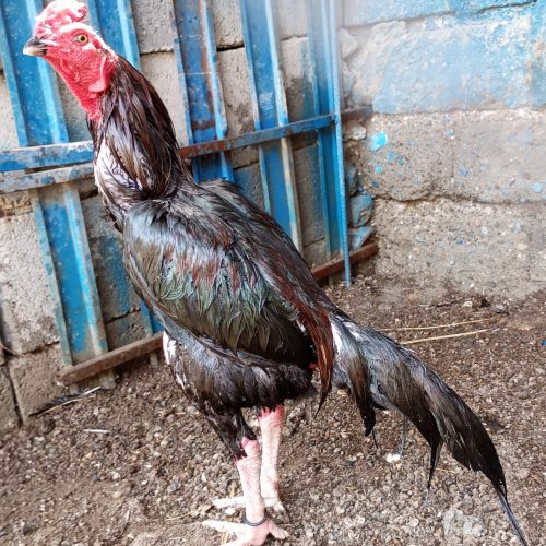 خروس و مرغ میانوالی