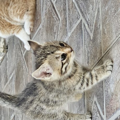 واگذاری گربه