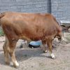 گاو 3ماه آبستن