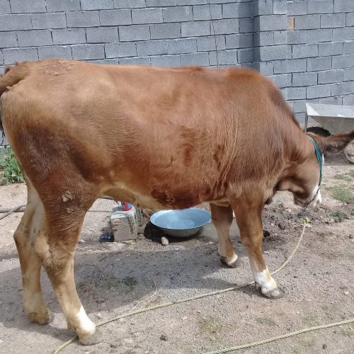 گاو 3ماه آبستن