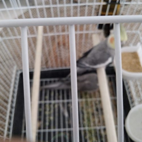 جفت عروس هلندی