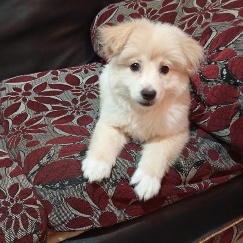 واگذاری به دلیل جابجایی