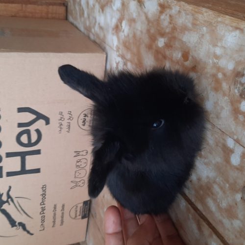 توله خرگوش لوپ