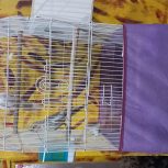 2عدد عروس هلندی با قفس مخصوص