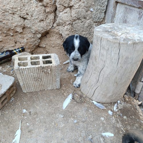 توله قدرجونی و سرابی سه ماهع