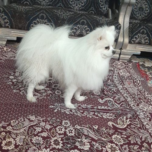 سگ پامر سفید
