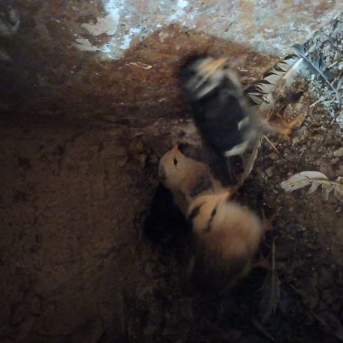 حراج جوجه گلین های چهل تاج و تاج اره ای