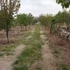 باغ زمین جاده کورانه روستای میانبر